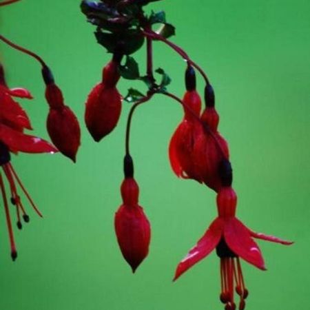 Fuchsia House Villa Knights Town Buitenkant foto