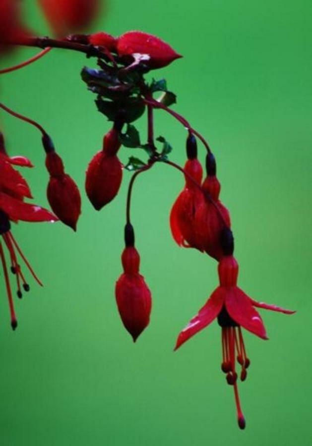 Fuchsia House Villa Knights Town Buitenkant foto